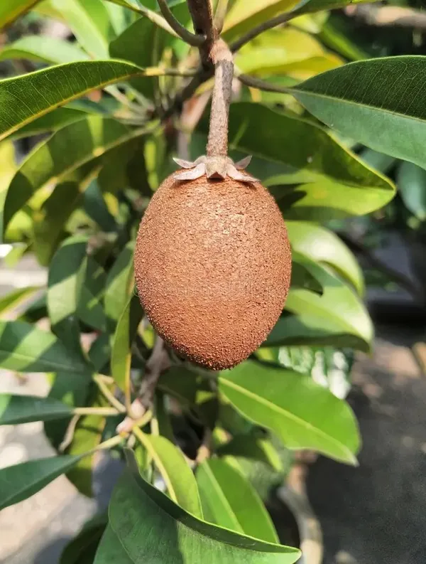 Well_Watered_Sapodilla/Chiku_Healthy_Fruit_Plant_&_Tree_For_Garden_Super_Juicy_Sapota_Live_Fruit_Plant_(Hybrid,_Pack_Of_1)