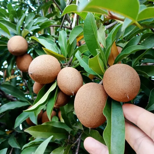 Well_Watered_Sapodilla/Chiku_Healthy_Fruit_Plant_&_Tree_For_Garden_Super_Juicy_Sapota_Live_Fruit_Plant_(Hybrid,_Pack_Of_1)