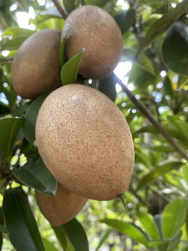Well_Watered_Sapodilla/Chiku_Healthy_Fruit_Plant_&_Tree_For_Garden_Super_Juicy_Sapota_Live_Fruit_Plant_(Hybrid,_Pack_Of_1)
