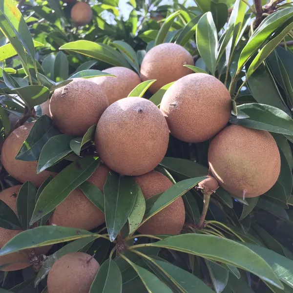 Well_Watered_Sapodilla/Chiku_Healthy_Fruit_Plant_&_Tree_For_Garden_Super_Juicy_Sapota_Live_Fruit_Plant_(Hybrid,_Pack_Of_1)