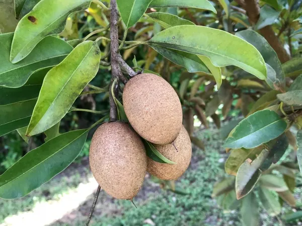 Well_Watered_Sapodilla/Chiku_Healthy_Fruit_Plant_&_Tree_For_Garden_Super_Juicy_Sapota_Live_Fruit_Plant_(Hybrid,_Pack_Of_1)