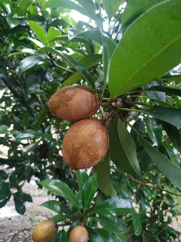 Well_Watered_Sapodilla/Chiku_Healthy_Fruit_Plant_&_Tree_For_Garden_Super_Juicy_Sapota_Live_Fruit_Plant_(Hybrid,_Pack_Of_1)