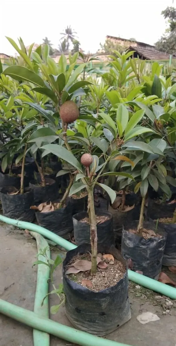 Well_Watered_Sapodilla/Chiku_Healthy_Fruit_Plant_&_Tree_For_Garden_Super_Juicy_Sapota_Live_Fruit_Plant_(Hybrid,_Pack_Of_1)