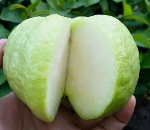 White_Diamond_Guava_(Sweet_&_Crisp_White_Flesh)_Fruit_Plant_&_Tree_For_Home_Garden