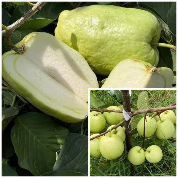 White_Diamond_Guava_(Sweet_&_Crisp_White_Flesh)_Fruit_Plant_&_Tree_For_Home_Garden