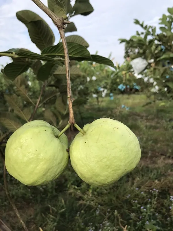 White_Diamond_Guava_(Sweet_&_Crisp_White_Flesh)_Fruit_Plant_&_Tree_For_Home_Garden