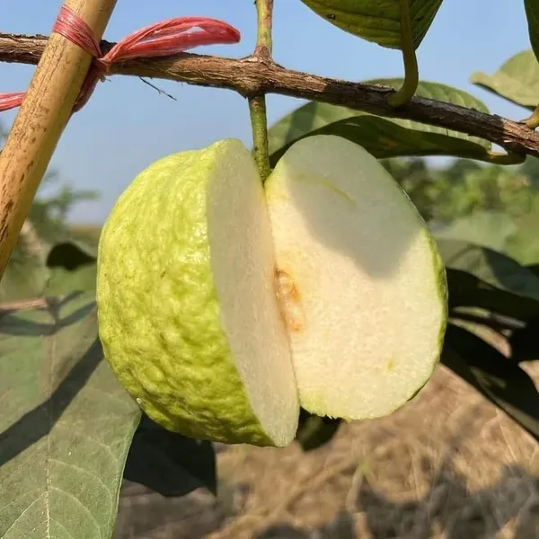 White_Diamond_Guava_(Sweet_&_Crisp_White_Flesh)_Fruit_Plant_&_Tree_For_Home_Garden