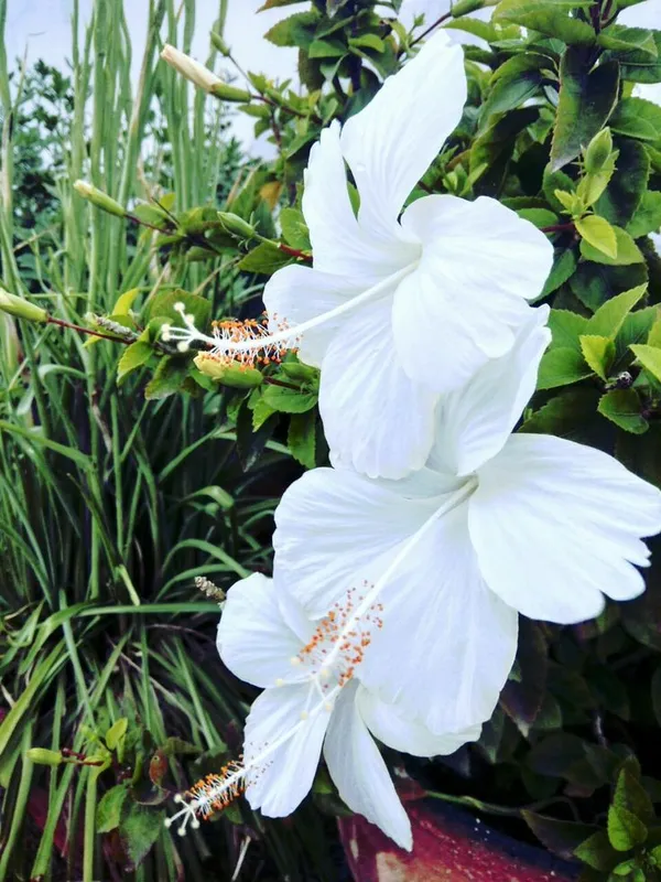 White_Joba/Hibiscus_Live_Flower_Plant_&_Tree_(1.5-3.5_Ft_Height)_For_Garden_Well_Watered_Healthy_Plant_(Pack_Of_1)