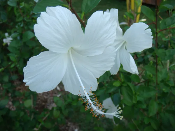 White_Joba/Hibiscus_Live_Flower_Plant_&_Tree_(1.5-3.5_Ft_Height)_For_Garden_Well_Watered_Healthy_Plant_(Pack_Of_1)