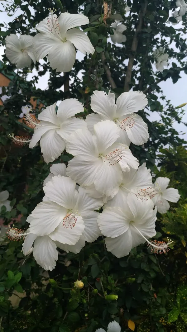 White_Joba/Hibiscus_Live_Flower_Plant_&_Tree_(1.5-3.5_Ft_Height)_For_Garden_Well_Watered_Healthy_Plant_(Pack_Of_1)