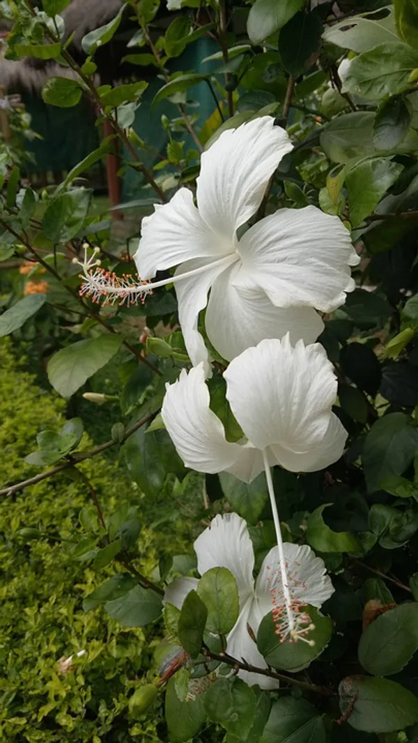 White_Joba/Hibiscus_Live_Flower_Plant_&_Tree_(1.5-3.5_Ft_Height)_For_Garden_Well_Watered_Healthy_Plant_(Pack_Of_1)