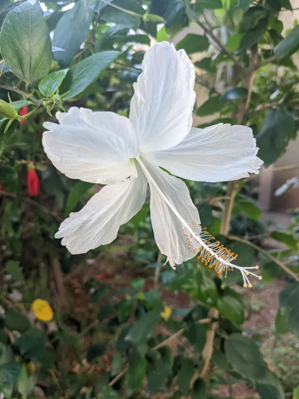 White_Joba/Hibiscus_Live_Flower_Plant_&_Tree_(1.5-3.5_Ft_Height)_For_Garden_Well_Watered_Healthy_Plant_(Pack_Of_1)