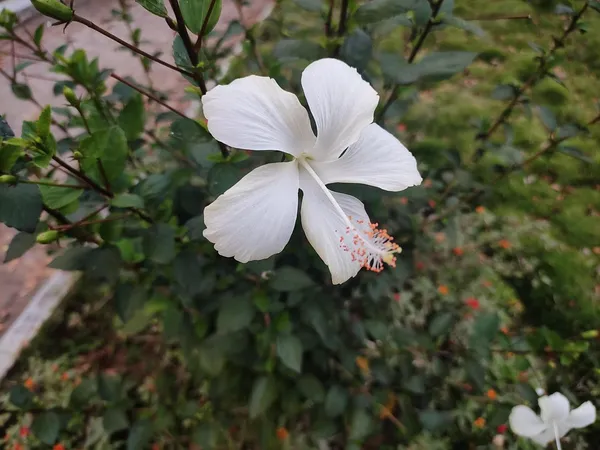 White_Joba/Hibiscus_Live_Flower_Plant_&_Tree_(1.5-3.5_Ft_Height)_For_Garden_Well_Watered_Healthy_Plant_(Pack_Of_1)