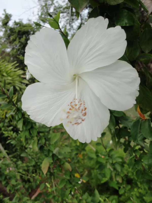 White_Joba/Hibiscus_Live_Flower_Plant_&_Tree_(1.5-3.5_Ft_Height)_For_Garden_Well_Watered_Healthy_Plant_(Pack_Of_1)
