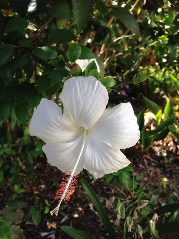 White_Joba/Hibiscus_Live_Flower_Plant_&_Tree_(1.5-3.5_Ft_Height)_For_Garden_Well_Watered_Healthy_Plant_(Pack_Of_1)