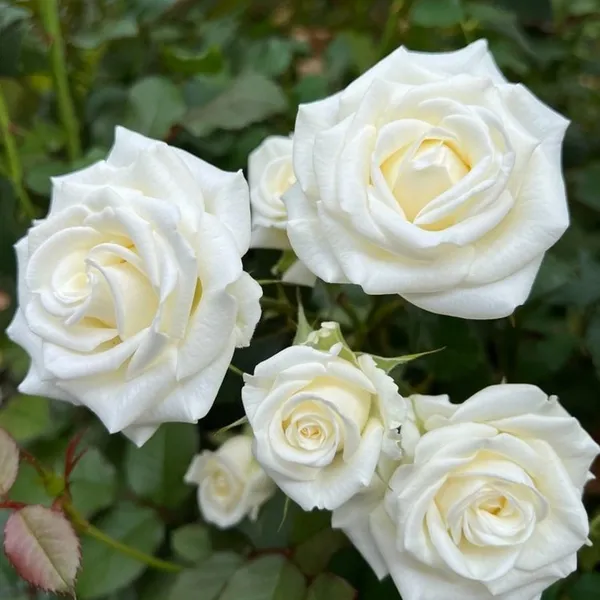 White_Rose_Gorgeous_Flower_Plant_For_Enhance_Your_Home/Garden_Beauty,_Pack_Of_1