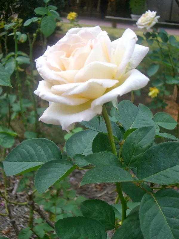 White_Rose_Gorgeous_Flower_Plant_For_Enhance_Your_Home/Garden_Beauty,_Pack_Of_1