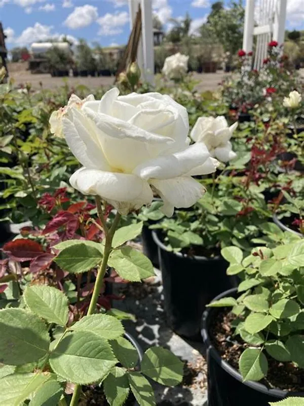 White_Rose_Gorgeous_Flower_Plant_For_Enhance_Your_Home/Garden_Beauty,_Pack_Of_1