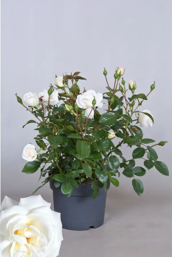 White_Rose_Gorgeous_Flower_Plant_For_Enhance_Your_Home/Garden_Beauty,_Pack_Of_1