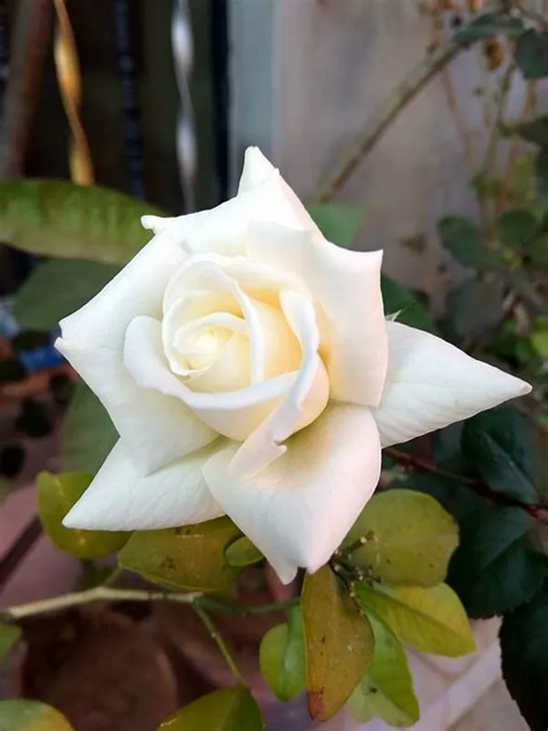 White_Rose_Gorgeous_Flower_Plant_For_Enhance_Your_Home/Garden_Beauty,_Pack_Of_1