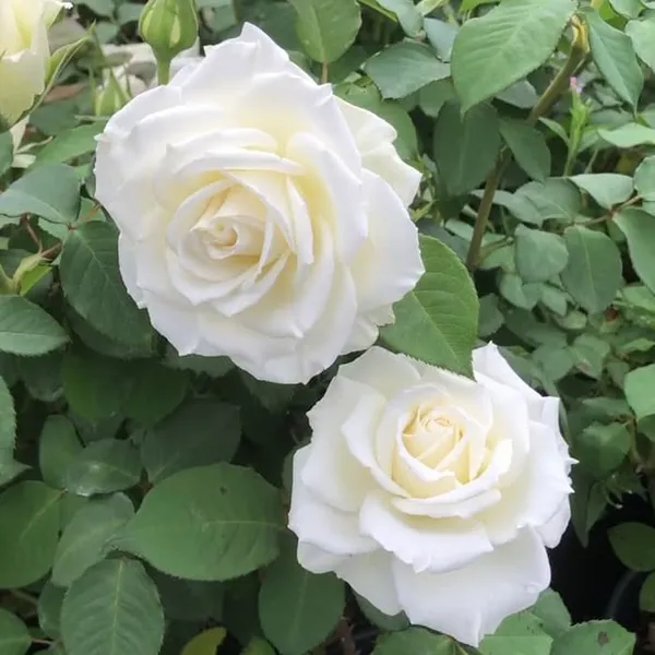 White_Rose_Gorgeous_Flower_Plant_For_Enhance_Your_Home/Garden_Beauty,_Pack_Of_1