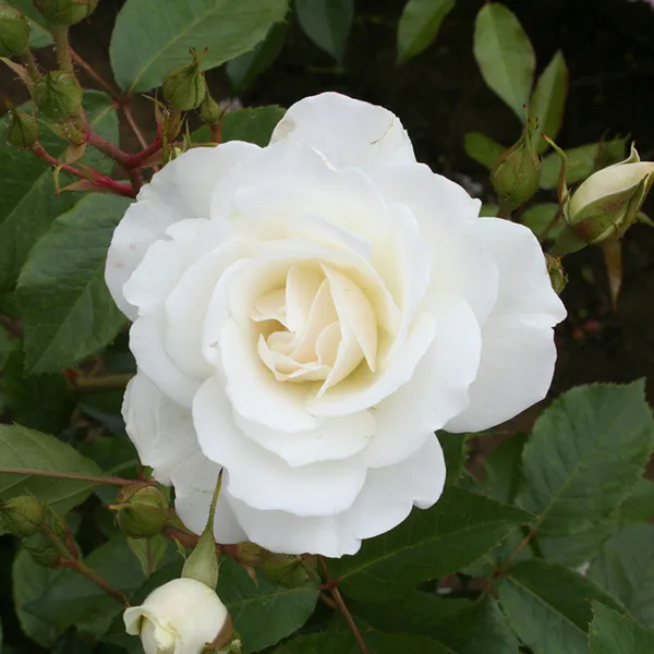 White_Rose_Gorgeous_Flower_Plant_For_Enhance_Your_Home/Garden_Beauty,_Pack_Of_1