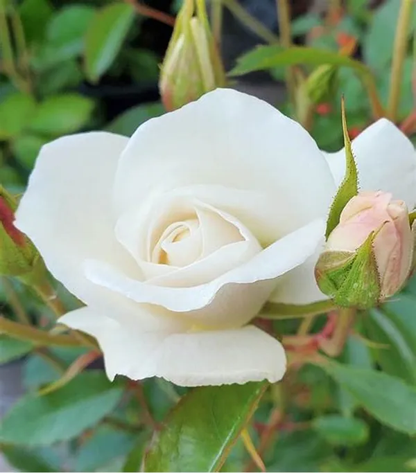 White_Rose_Gorgeous_Flower_Plant_For_Enhance_Your_Home/Garden_Beauty,_Pack_Of_1