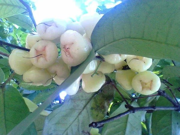 White_Water_Apple/Jamrul/Wax_Apple_Live_Fruit_Plant_&_Tree_(1.5-3.5_Ft_Height)_For_Home_Garden,_Pack_Of_1