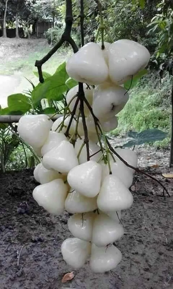 White_Water_Apple/Jamrul/Wax_Apple_Live_Fruit_Plant_&_Tree_(1.5-3.5_Ft_Height)_For_Home_Garden,_Pack_Of_1