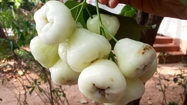 White_Water_Apple/Jamrul/Wax_Apple_Live_Fruit_Plant_&_Tree_(1.5-3.5_Ft_Height)_For_Home_Garden,_Pack_Of_1