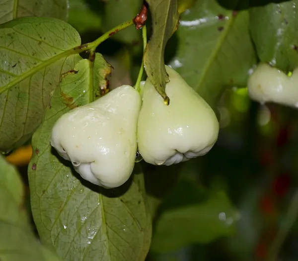 White_Water_Apple/Jamrul/Wax_Apple_Live_Fruit_Plant_&_Tree_(1.5-3.5_Ft_Height)_For_Home_Garden,_Pack_Of_1