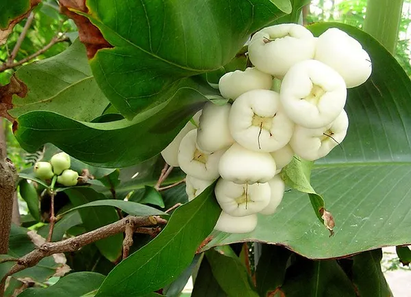 White_Water_Apple/Jamrul/Wax_Apple_Live_Fruit_Plant_&_Tree_(1.5-3.5_Ft_Height)_For_Home_Garden,_Pack_Of_1