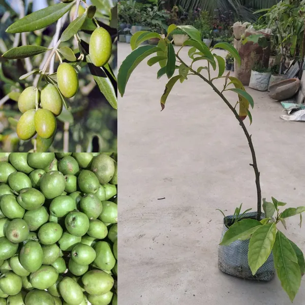 Hybrid_Olive/Jolpai_Live_Fruit_Plant_&_Tree_For_Your_Home_Garden_(1.5-3.5_Ft_Height)_Pack_Of_1