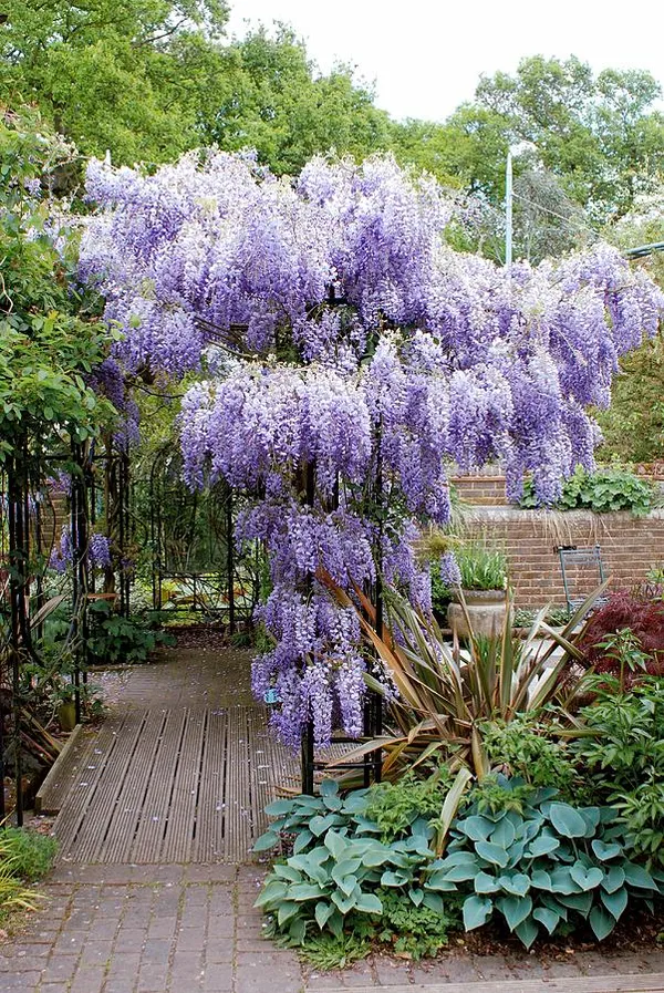 Wisteria_Attractive_Flowering_Plant_&_Tree_(1.5-3.5_Ft_Height)_For_Home/Office/Garden,_Wisteria_Healthy_Flower_Plant,_Pack_Of_1