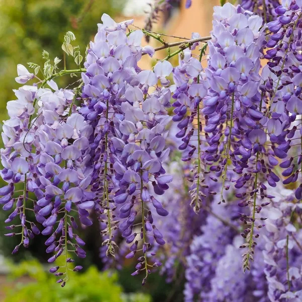 Wisteria_Attractive_Flowering_Plant_&_Tree_(1.5-3.5_Ft_Height)_For_Home/Office/Garden,_Wisteria_Healthy_Flower_Plant,_Pack_Of_1