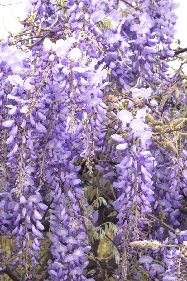 Wisteria_Attractive_Flowering_Plant_&_Tree_(1.5-3.5_Ft_Height)_For_Home/Office/Garden,_Wisteria_Healthy_Flower_Plant,_Pack_Of_1