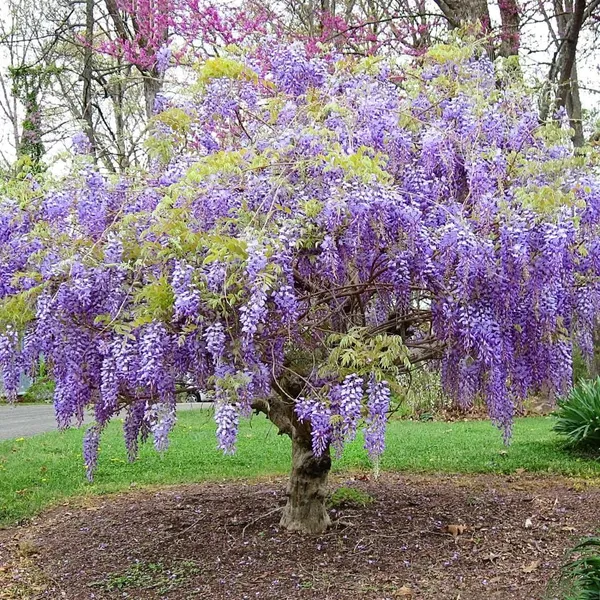 Wisteria_Attractive_Flowering_Plant_&_Tree_(1.5-3.5_Ft_Height)_For_Home/Office/Garden,_Wisteria_Healthy_Flower_Plant,_Pack_Of_1