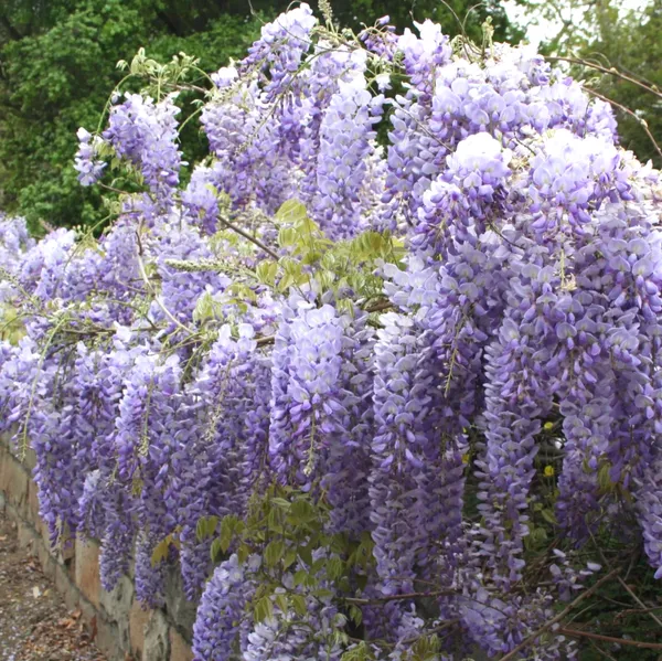 Wisteria_Attractive_Flowering_Plant_&_Tree_(1.5-3.5_Ft_Height)_For_Home/Office/Garden,_Wisteria_Healthy_Flower_Plant,_Pack_Of_1