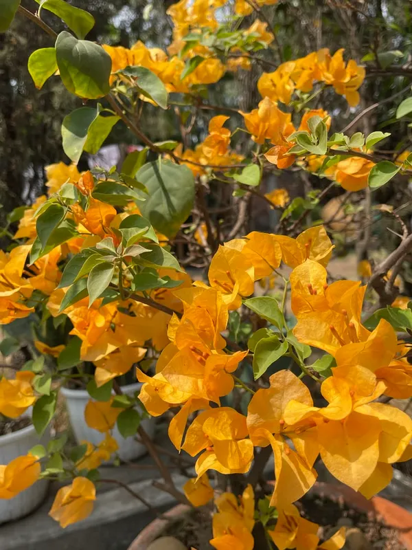 Yellow_Color_Bougainvillea_Flower_Plant,_''Healthy_Original_Variety_1_Live_Plant