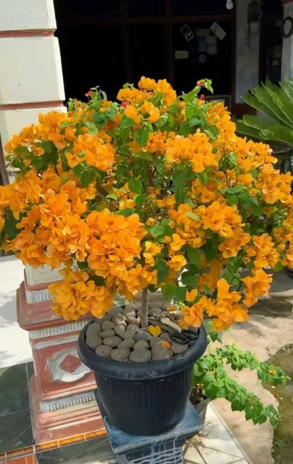 Yellow_Color_Bougainvillea_Flower_Plant,_''Healthy_Original_Variety_1_Live_Plant