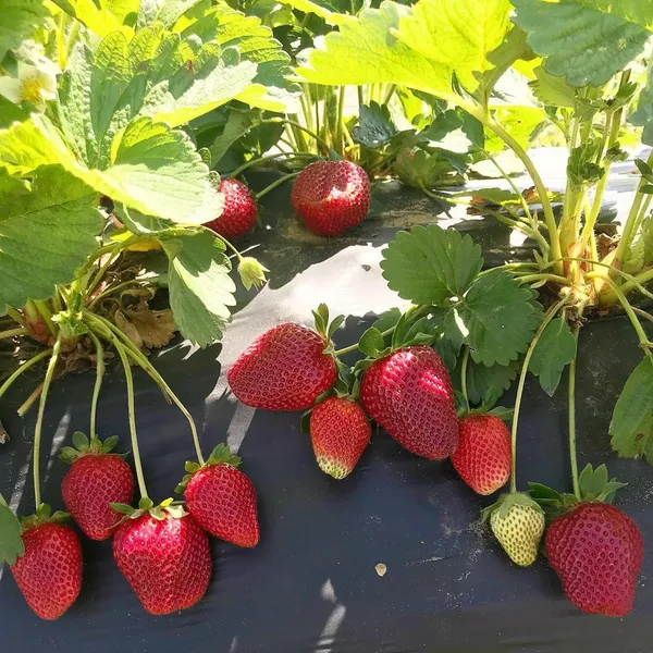 Original_Red_Strawberry_Ready_To_Fruit_Plant_For_Your_Home_Garden_(Hybrid,_Pack_Of_1)