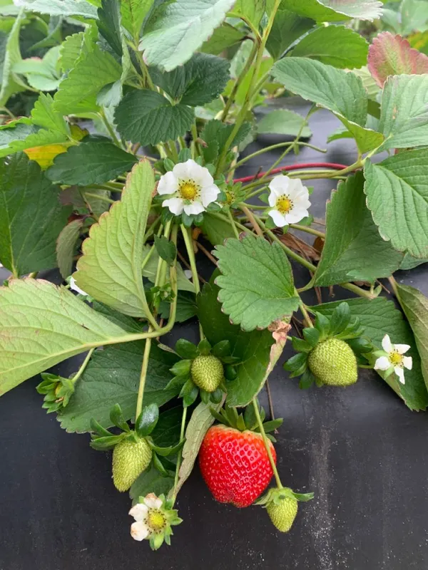 Original_Red_Strawberry_Ready_To_Fruit_Plant_For_Your_Home_Garden_(Hybrid,_Pack_Of_1)