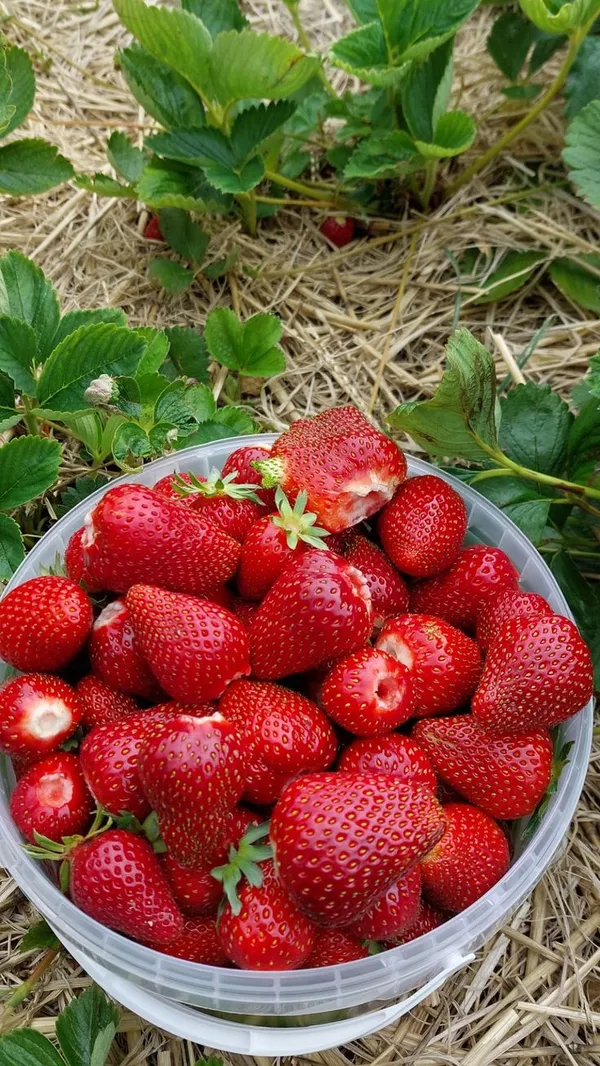 Original_Red_Strawberry_Ready_To_Fruit_Plant_For_Your_Home_Garden_(Hybrid,_Pack_Of_1)