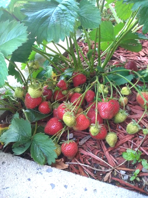 Original_Red_Strawberry_Ready_To_Fruit_Plant_For_Your_Home_Garden_(Hybrid,_Pack_Of_1)