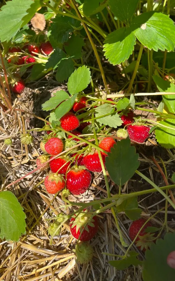 Original_Red_Strawberry_Ready_To_Fruit_Plant_For_Your_Home_Garden_(Hybrid,_Pack_Of_1)