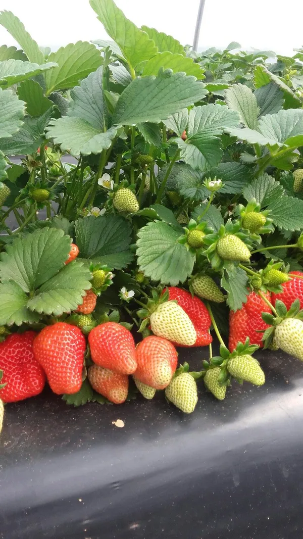 Original_Red_Strawberry_Ready_To_Fruit_Plant_For_Your_Home_Garden_(Hybrid,_Pack_Of_1)