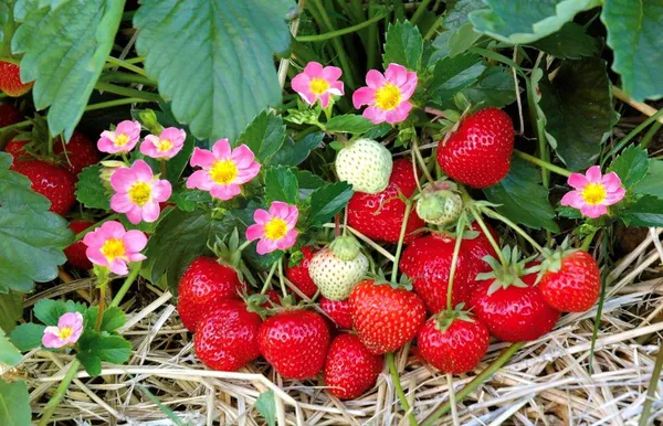 Original_Red_Strawberry_Ready_To_Fruit_Plant_For_Your_Home_Garden_(Hybrid,_Pack_Of_1)
