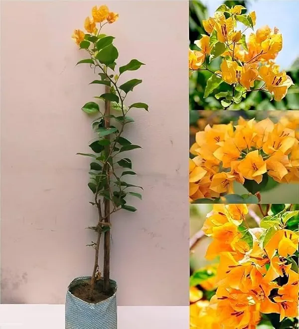 Yellow_Color_Bougainvillea_Flower_Plant,_''Healthy_Original_Variety_1_Live_Plant