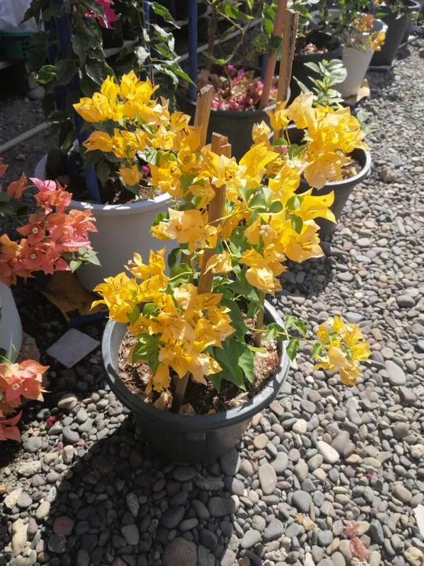 Yellow_Kagoj_Ful/Bougainvillea_Live_Flower_Plant_&_Tree_For_Enhance_Your_Garden,_Pack_Of_1