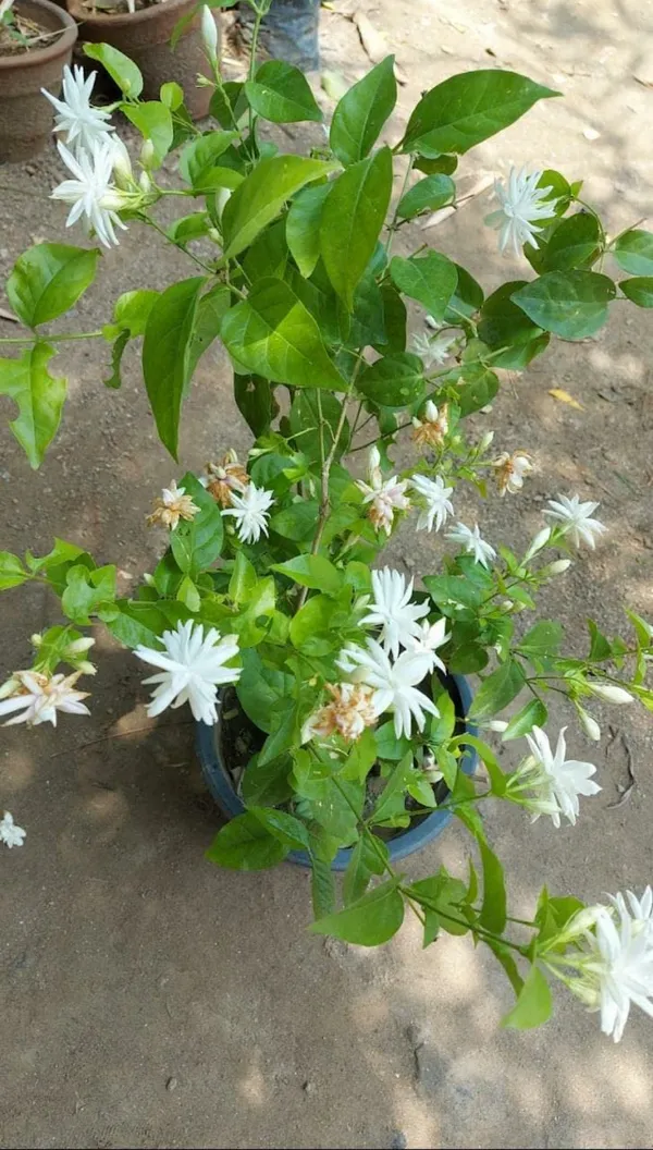 Mogra/Arabian_Jasmine_Live_Flowering_Plant_(1.5-3.5_Ft_Height)